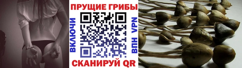 где можно купить наркотик  Брюховецкая  Псилоцибиновые грибы прущие грибы 
